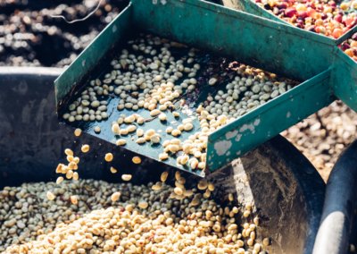 Coffee Processing Methods: A Complete Guide