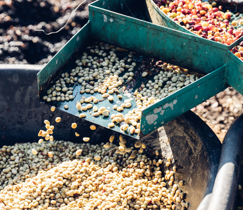 Coffee Processing Methods: A Complete Guide