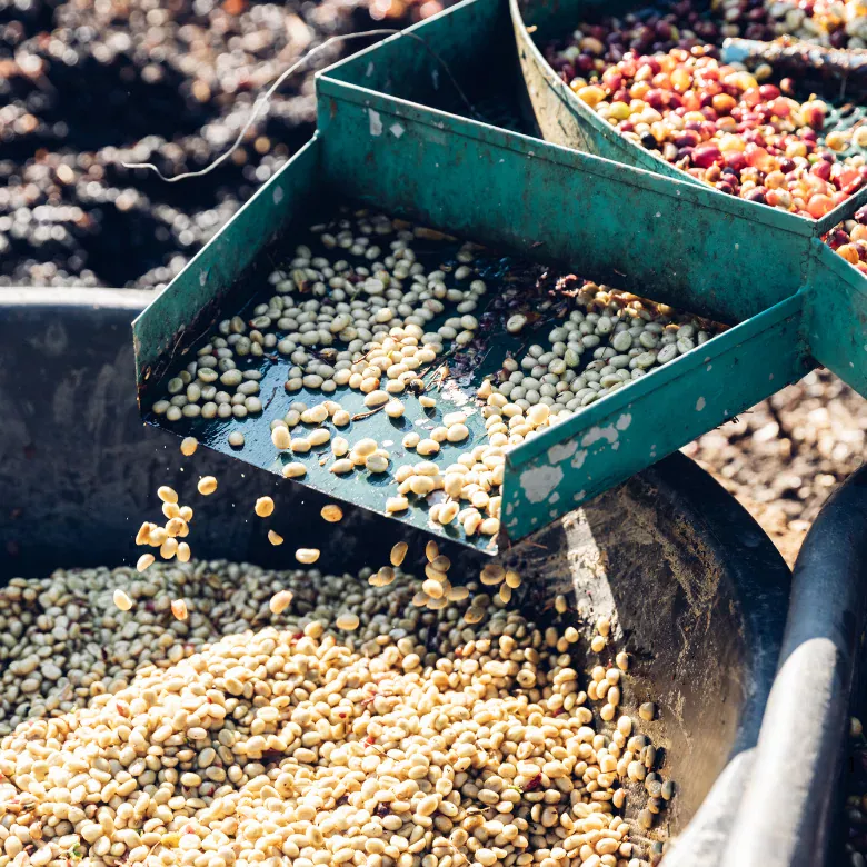 Coffee Beans during de-pulping and sorting phase