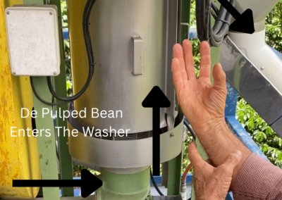 What Is Washed Coffee Processing?