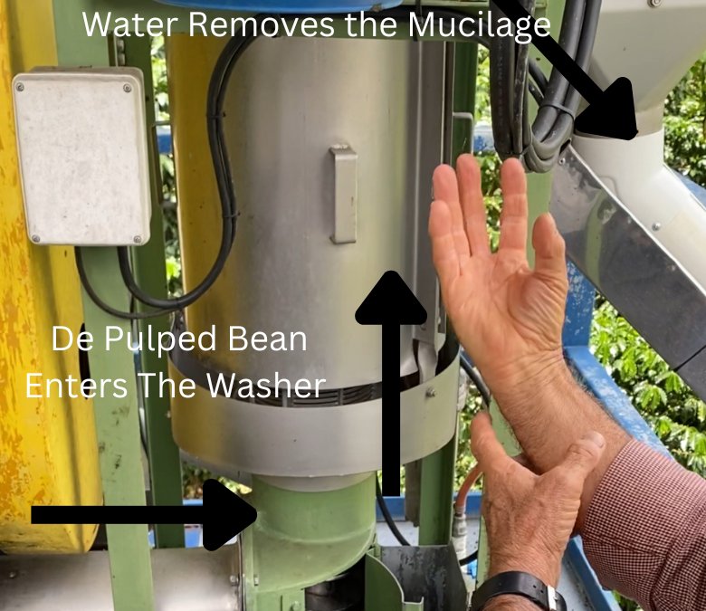What Is Washed Coffee Processing?