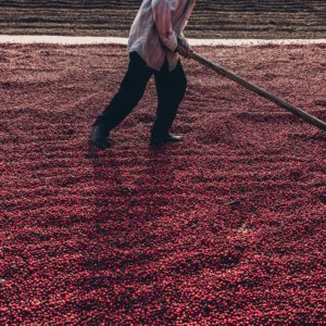 Natural Processing of Coffee