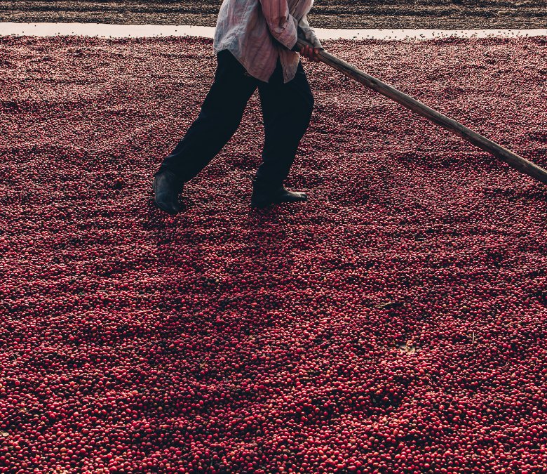 What Is Natural Coffee Processing?