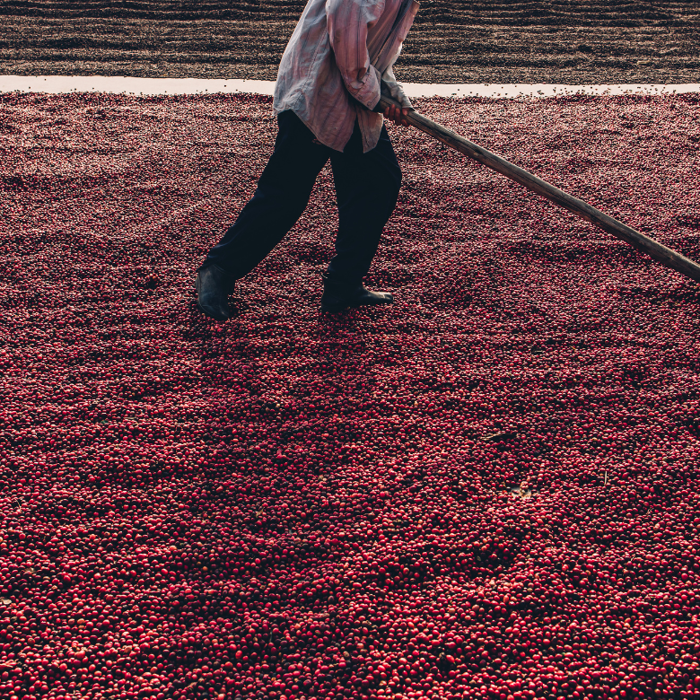 Your paragraph text (2) Coffee Cherries Being Dried