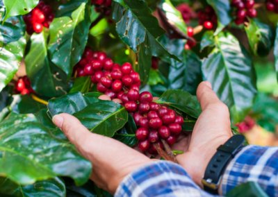 Rising Green Coffee Prices