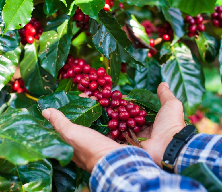Rising Green Coffee Prices