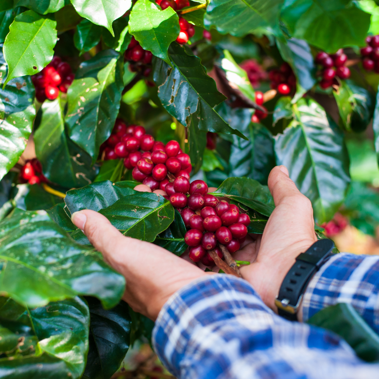 Coffee Picking at Origin, Rising Green Coffee Prices