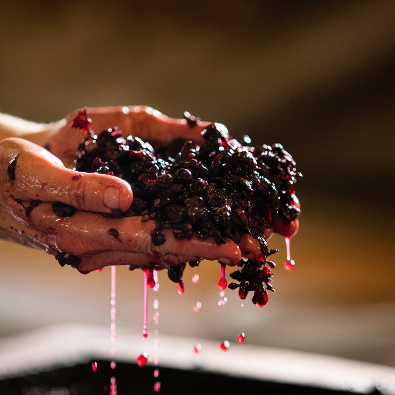 fermenting coffee Why Funky Coffees Taste the Way They Do