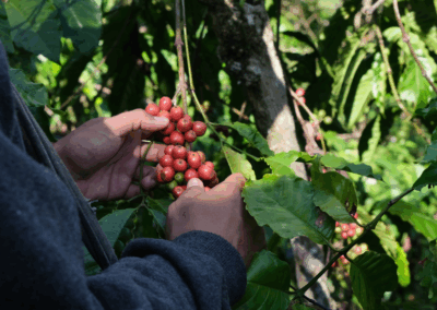 When Coffee Costs $200 Per Kilo