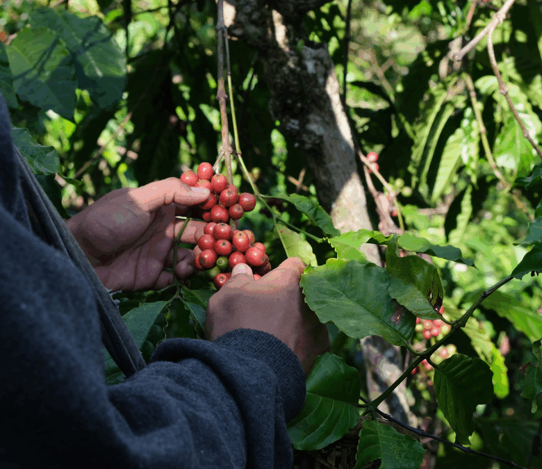 When Coffee Costs $200 Per Kilo
