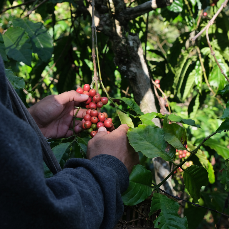 Expensive coffee When Coffee Costs $200 Per Kilo