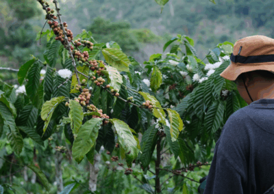 Interactive Brewing Ratio