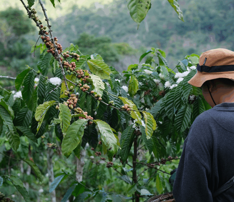 Interactive Brewing Ratio