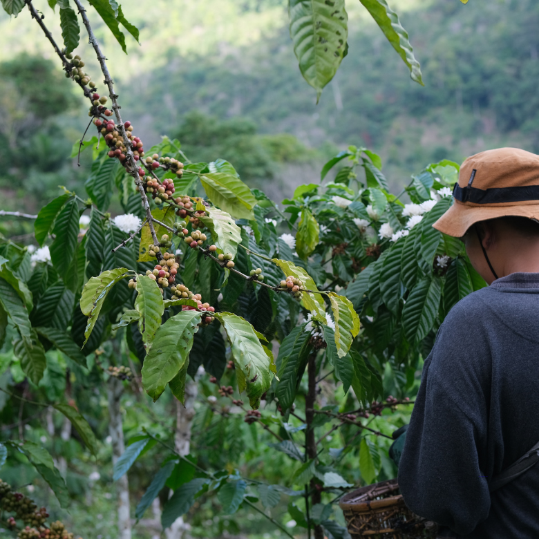 Interactive Coffee Ratio