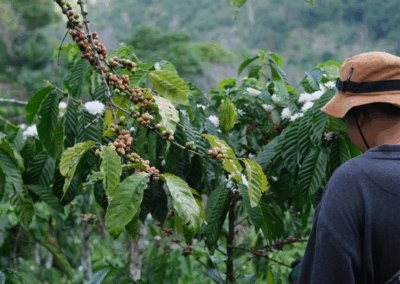 Coffee Extraction Calculator | TDS & Yield Estimator