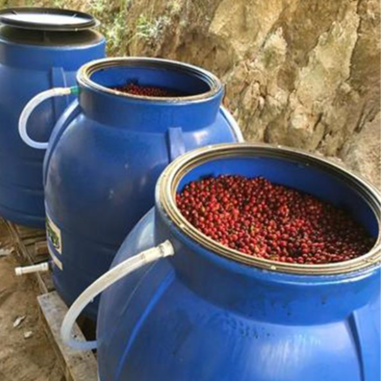 What Is Anaerobic Coffee Fermentation?