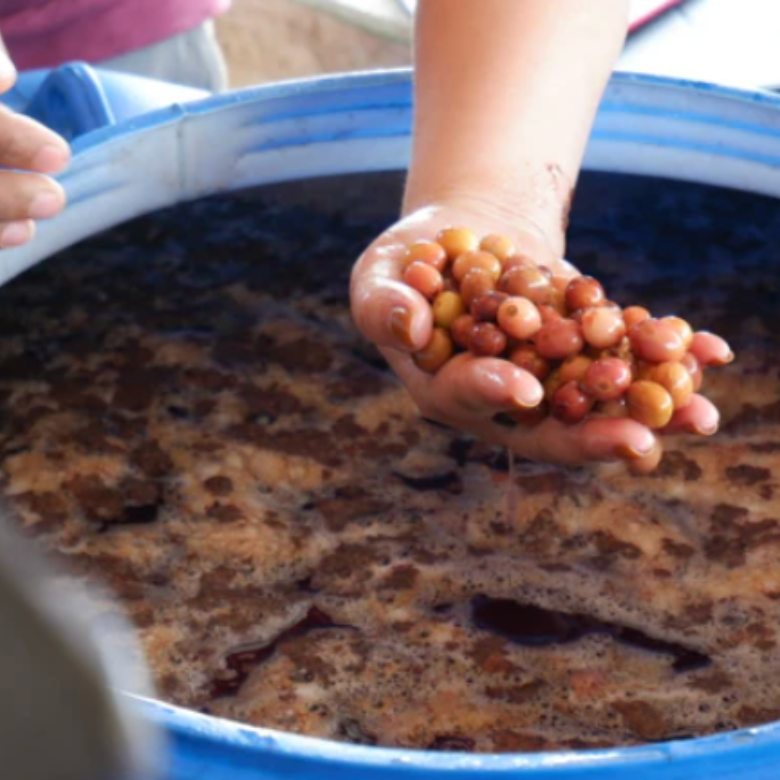 What Is Carbonic Maceration Coffee?