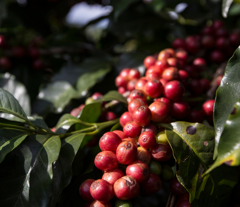 How To Choose Specialty Coffee