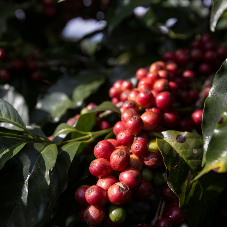 How To Choose Specialty Coffee