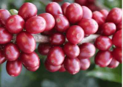 What Is Wush Wush Coffee?
