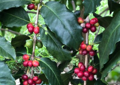 What is Gesha Coffee?