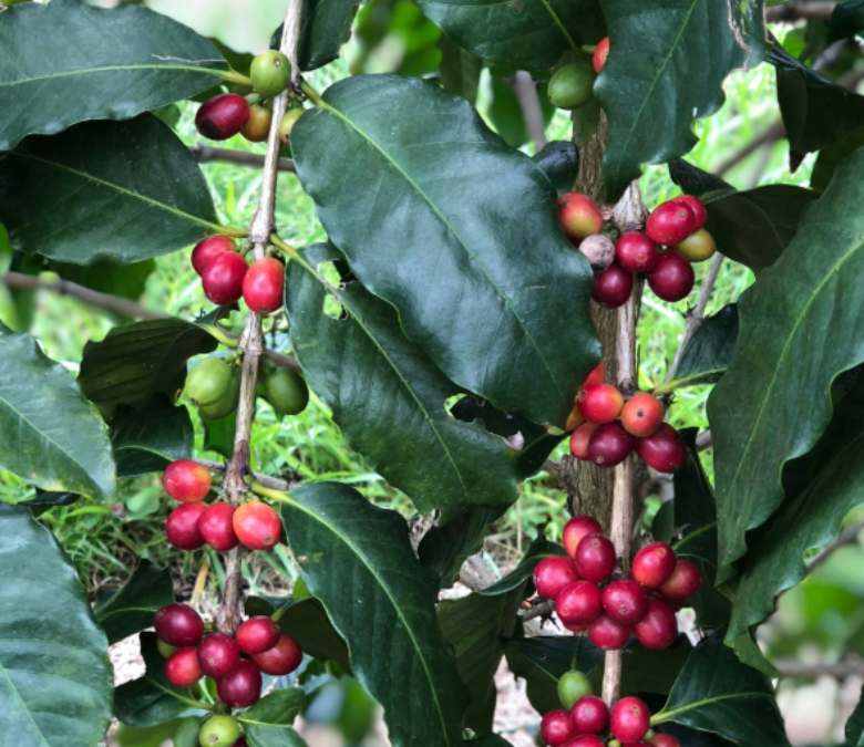 What is Gesha Coffee?