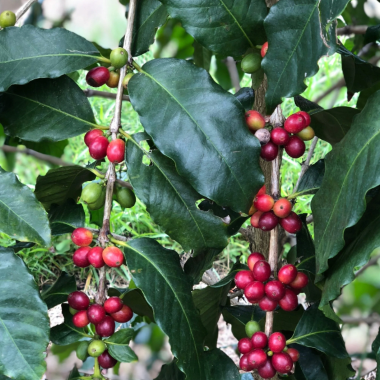 Gesha Coffee Plant What is Gesha Coffee