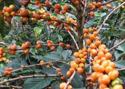 What is Bourbon Coffee?
