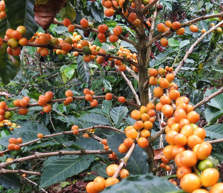 What is Bourbon Coffee?