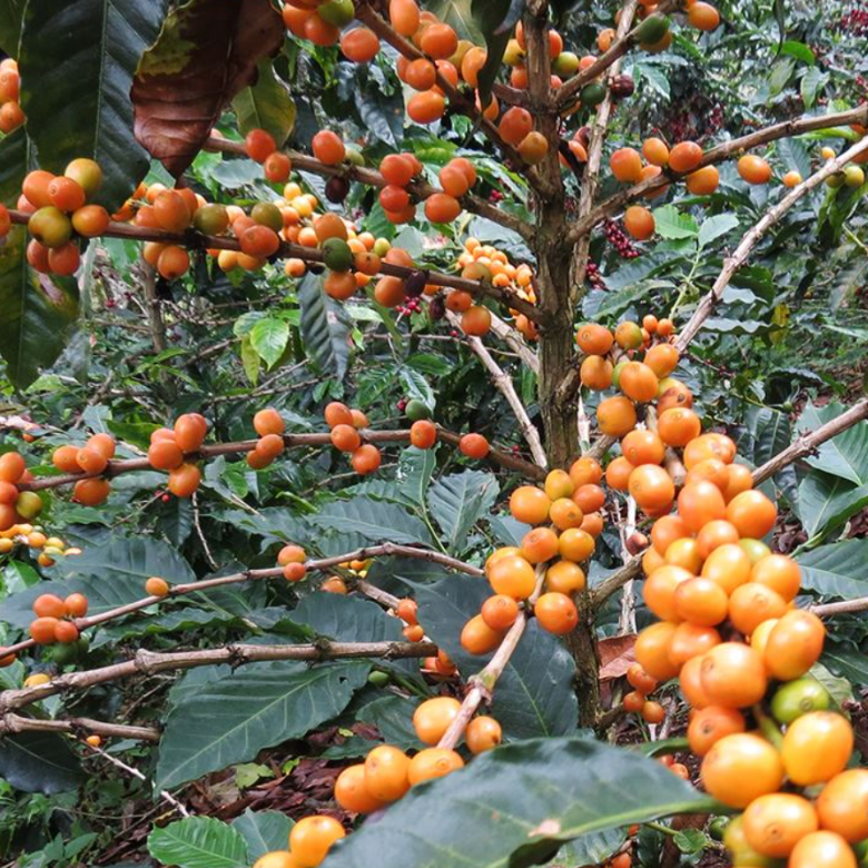 Bourbon Coffee Tree What Is Bourbon Coffee?