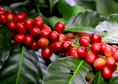 What Is Caturra Coffee?