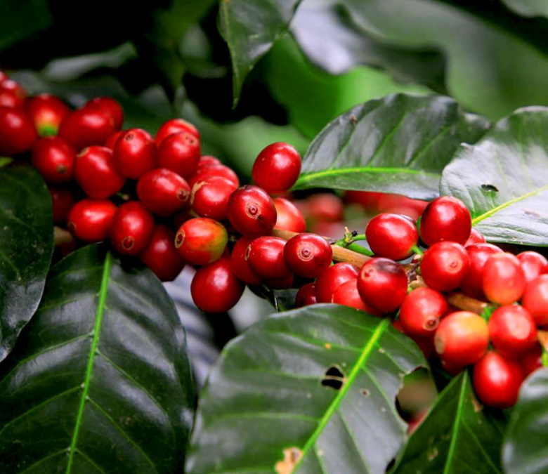 What Is Caturra Coffee?