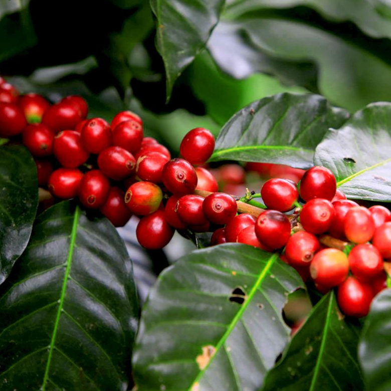 What is Caturra Coffee?