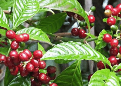 What Is Castillo Coffee?