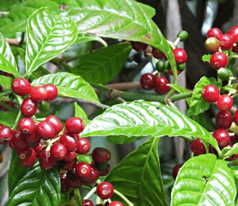 What Is Castillo Coffee?