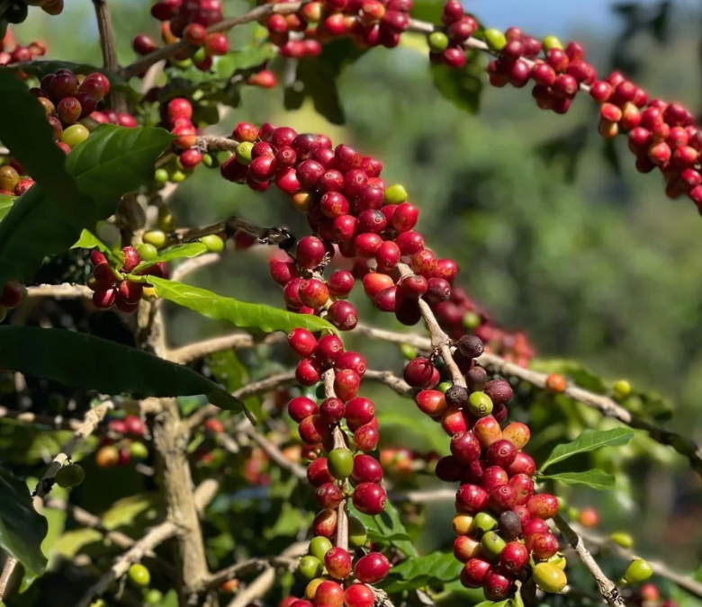 What Is SL28 Coffee?