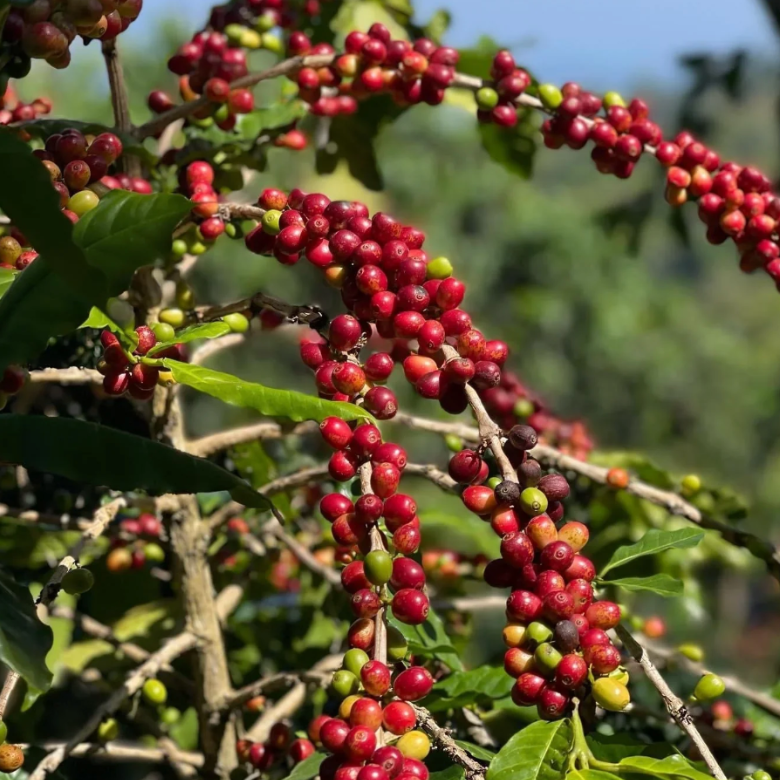 SL28 Coffee What is SL28 Coffee?