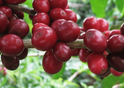 What is Typica Coffee?