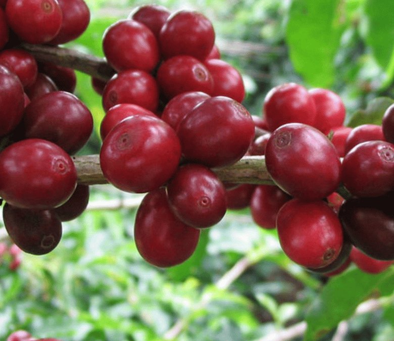 What is Typica Coffee?