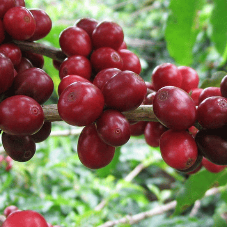 Typica Coffee Plant What is Typica Coffee