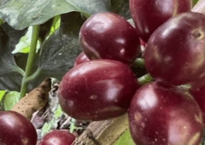 What is Sidra Coffee?
