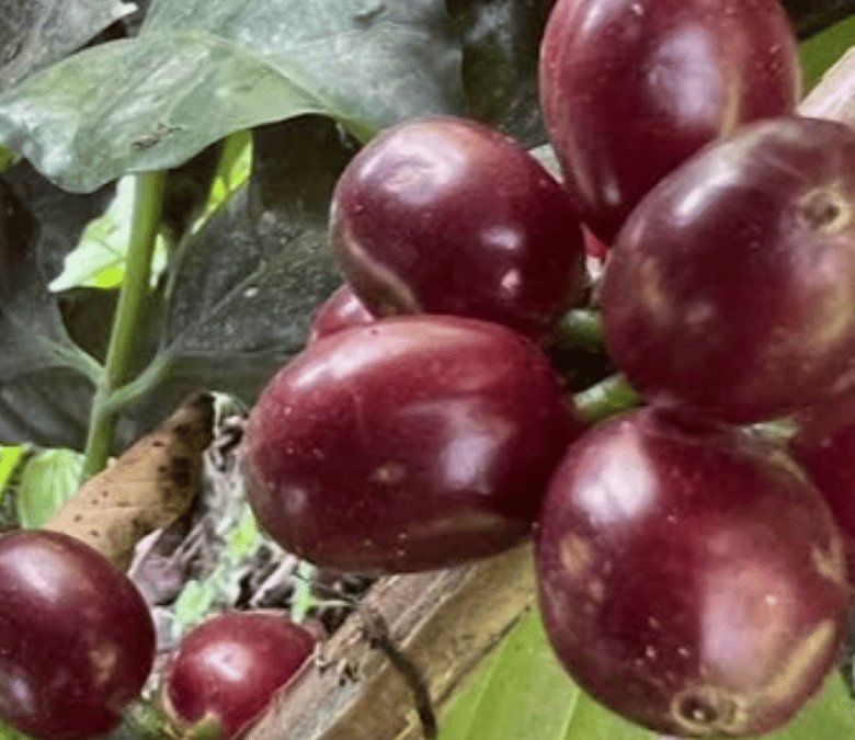 What is Sidra Coffee?