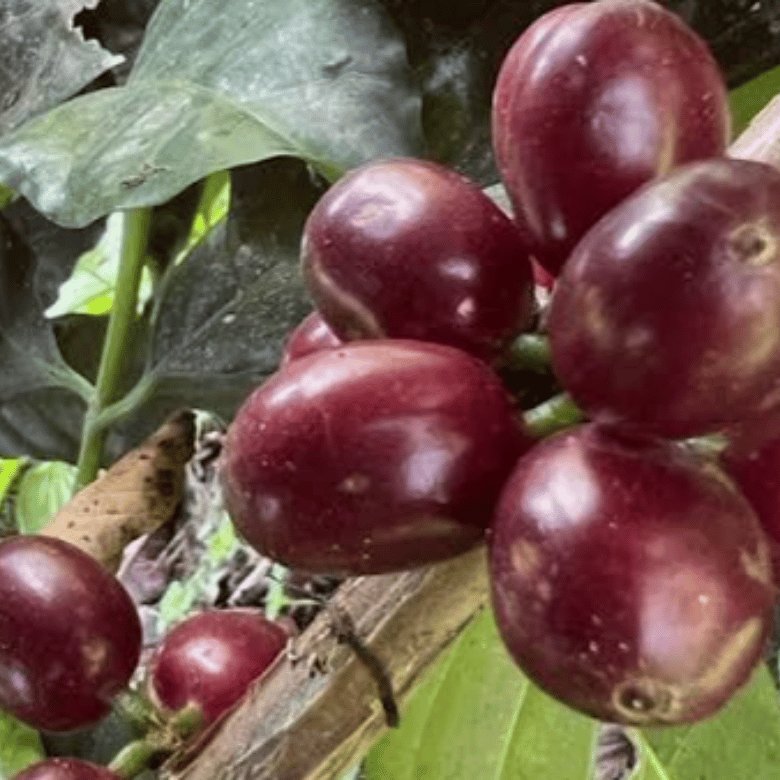 Blog Routes (25) What is Sidra Coffee?
