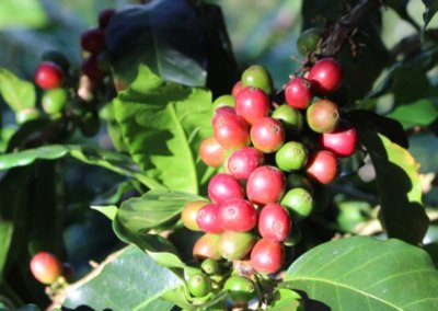 What is Chiroso Coffee?