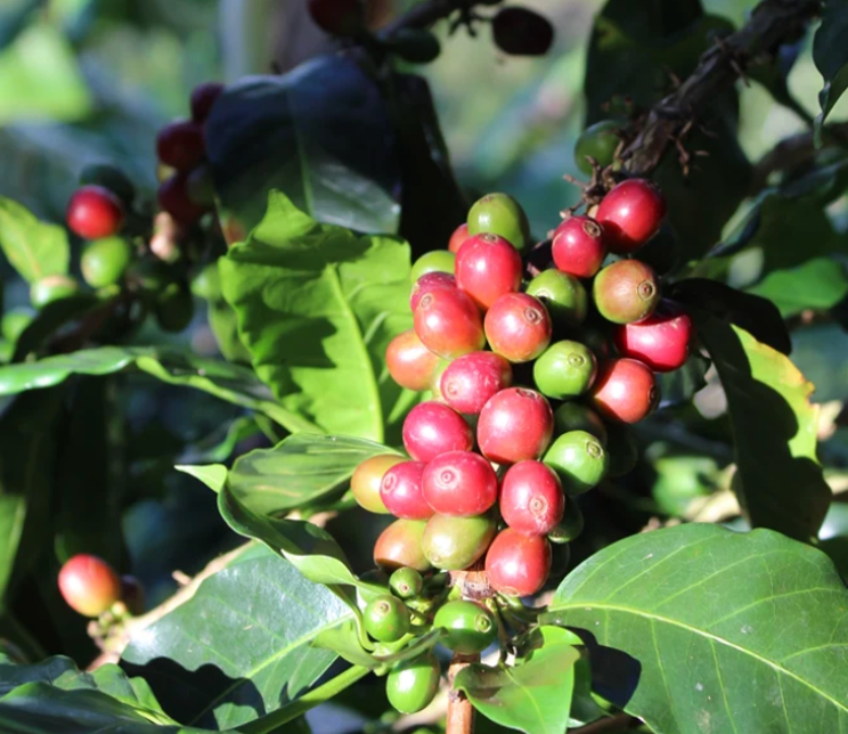 What is Chiroso Coffee?