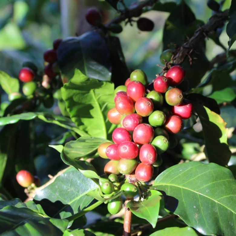 Chiroso Coffee Plant What is Chiroso Coffee?