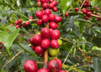 What Is Pacamara Coffee?