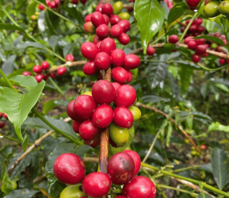 What Is Pacamara Coffee?