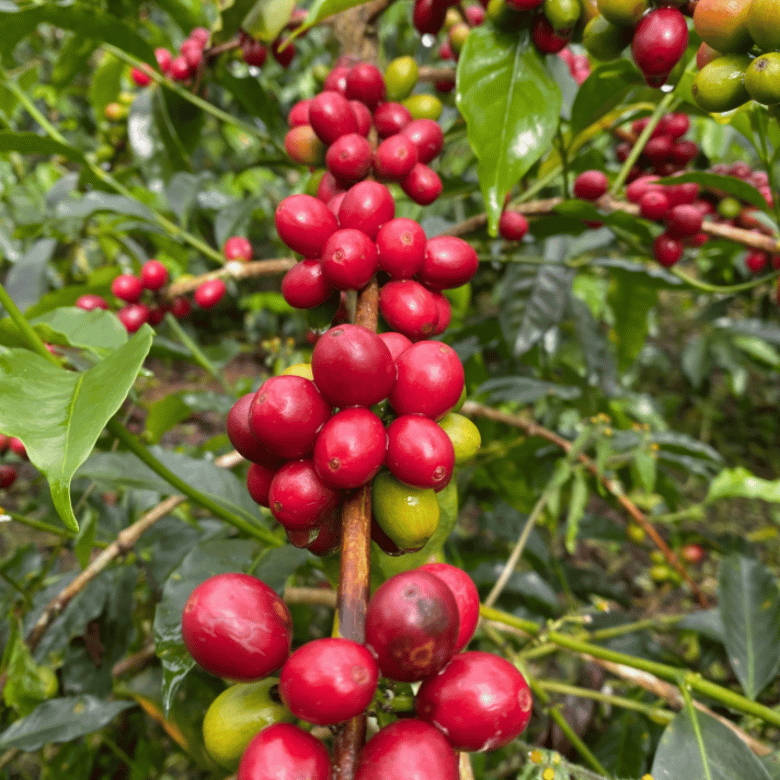 Blog Routes (29) What Is Pacamara Coffee?