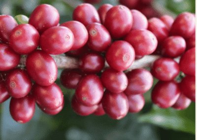 What Is Wush Wush Coffee?